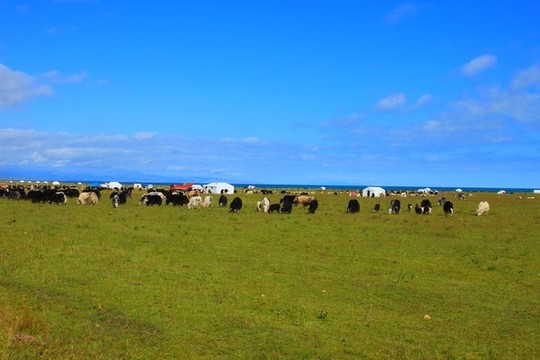 青海湖