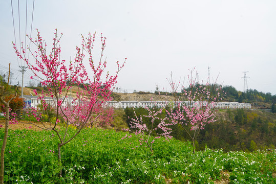 中峰甘家?guī)X9
