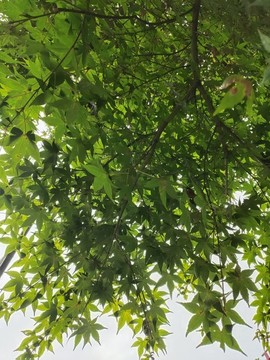 雞爪槭