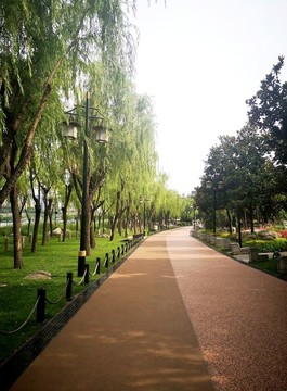景區(qū)步道柳樹