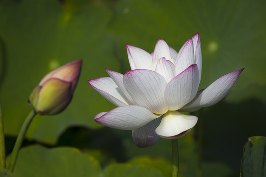 荷花