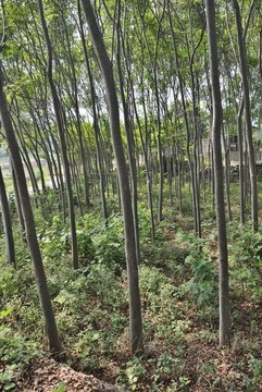 森林樹木