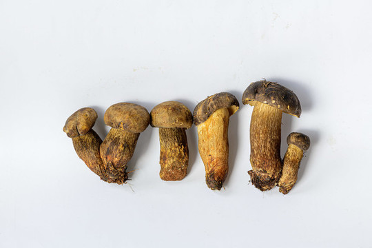 野生蘑菇黑大把菌