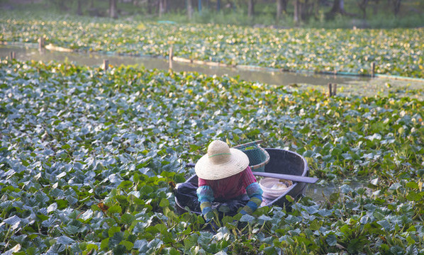 采南湖菱