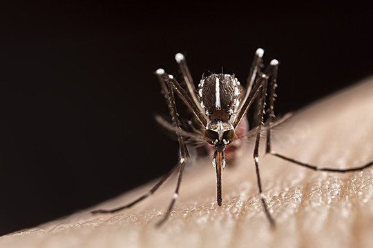 蚊子吸血过程高清图片