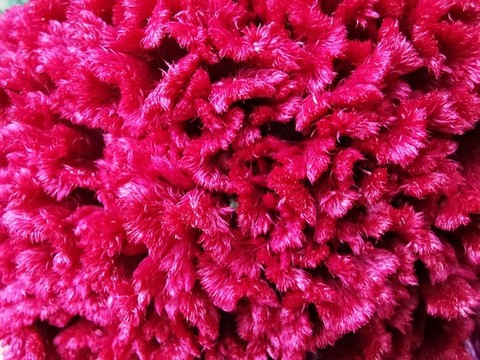 雞冠花