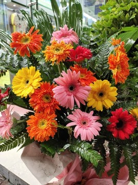 盛開的非洲菊