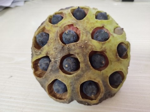 賣(mài)蓮蓬