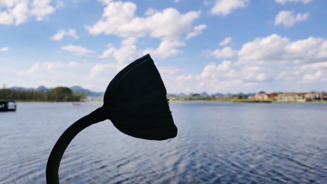 一個(gè)蓮蓬