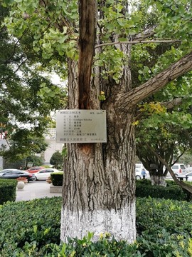古樹老樹保護(hù)銘牌