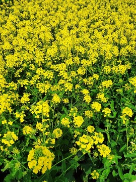 油菜花