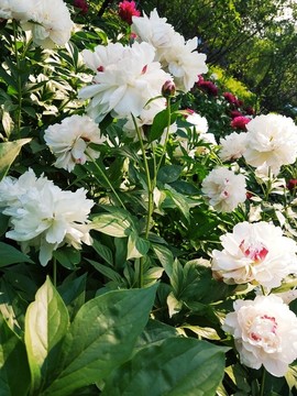 芍藥