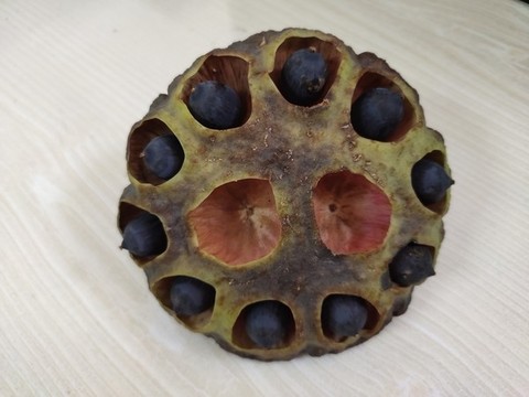 蓮蓬特寫