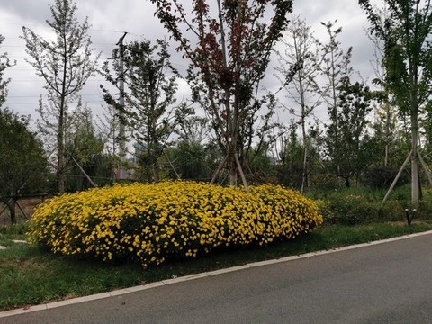 道路綠化景觀