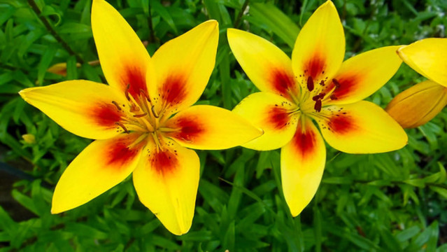 百合花