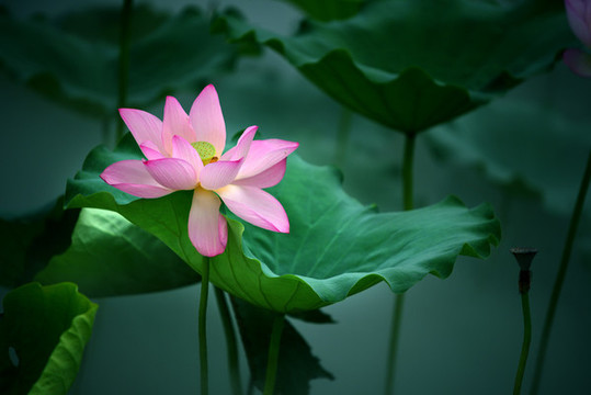 夏荷