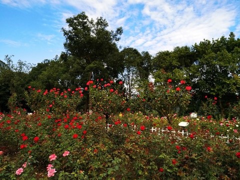 月季園