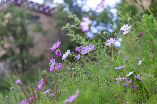 格桑花
