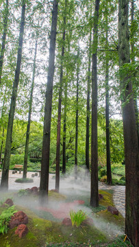 綠樹(shù)林