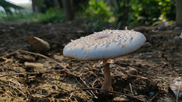 野生蘑菇