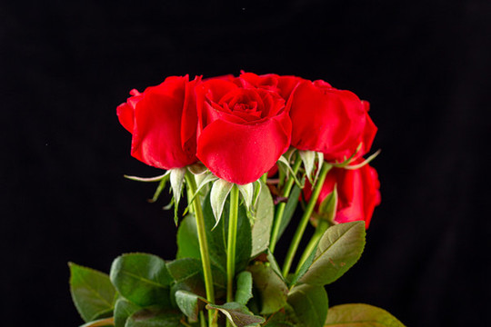 玫瑰花