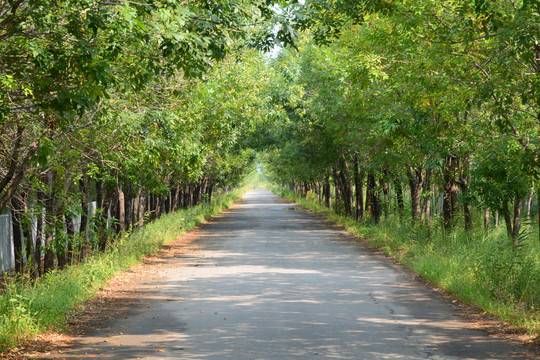 林蔭小路
