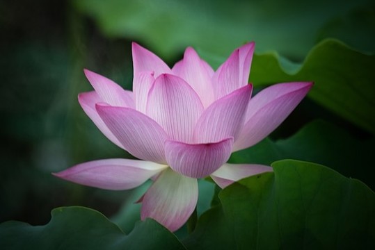 荷花正盛開
