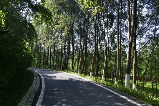 公園林蔭道