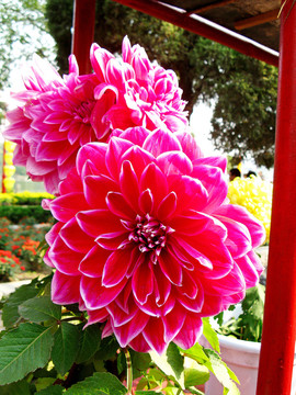 菊花