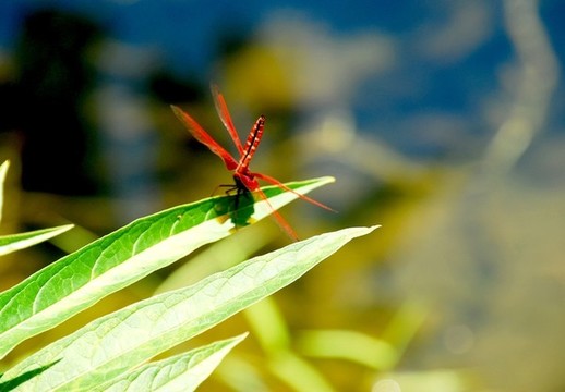 紅蜻蜓