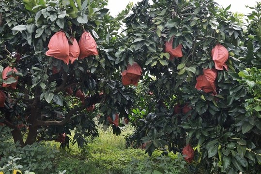 蜜柚蜜柚園