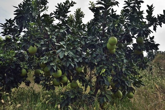 蜜柚蜜柚園