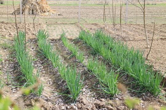 菜地小蔥