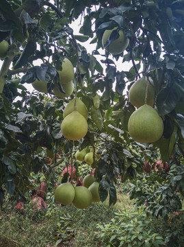 蜜柚蜜柚園