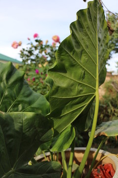 花葉