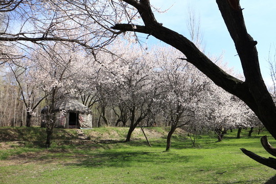 滿(mǎn)樹(shù)杏花
