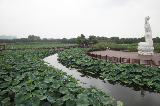 蘇州荷塘月色濕地公園