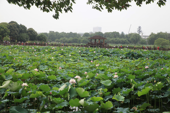 蘇州荷塘月色濕地公園