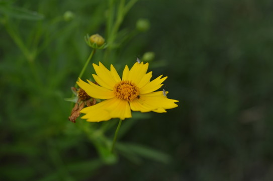 野菊花