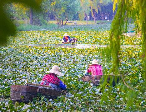 南湖菱采摘