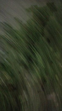 跳動的綠色