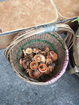 樅菌