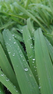 青草