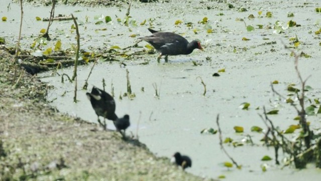 黑水雞一家子