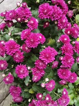 菊花