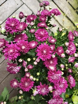 粉色菊花特寫