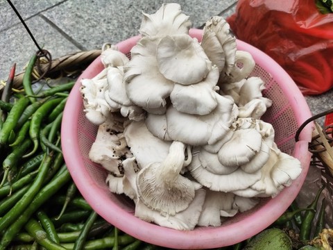 雞肉菌