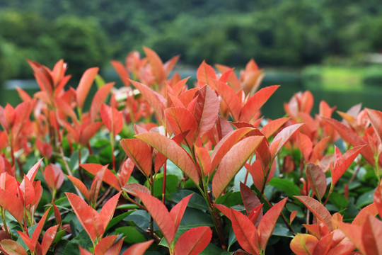 紅葉