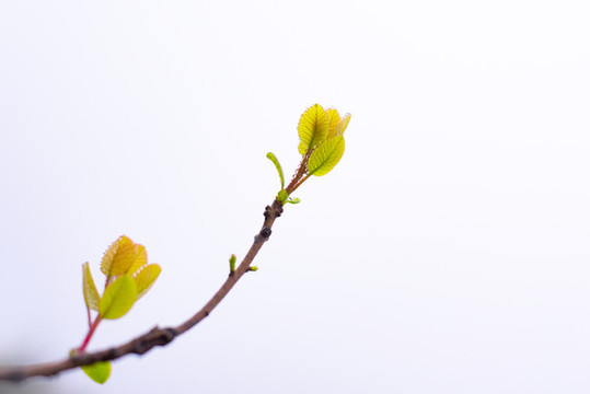 春季樹(shù)葉發(fā)芽