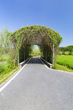 九龍峰林景區(qū)的植物隧道